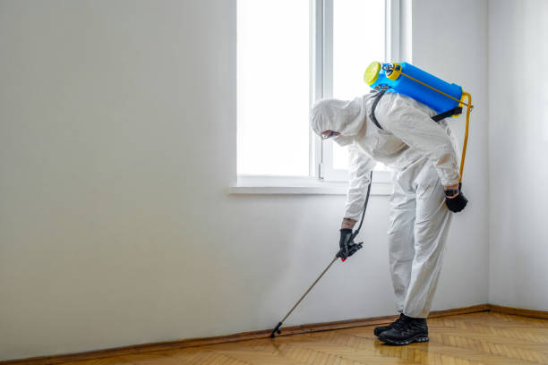 Best Insect Control  in Coto De Za, CA